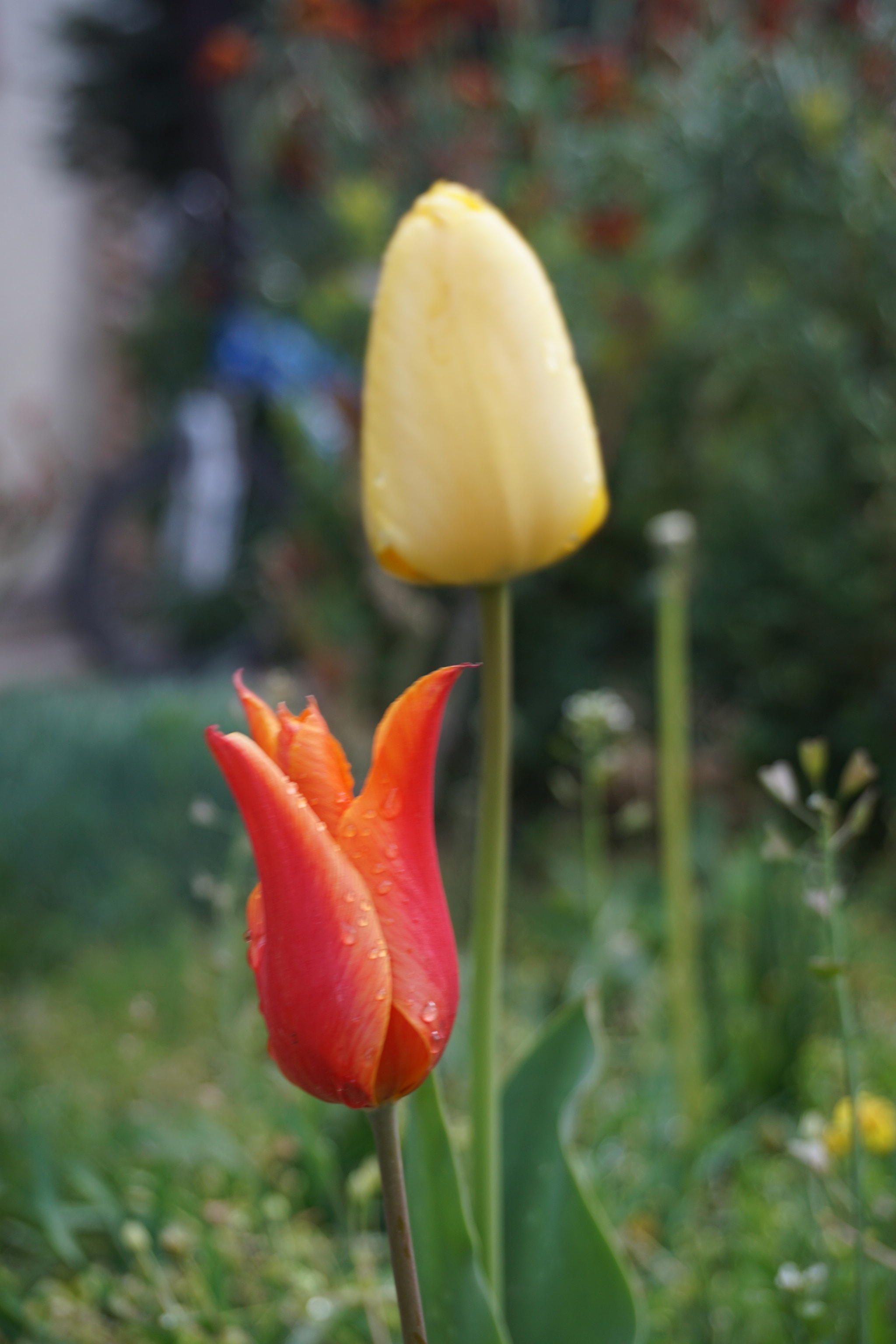 Sony E 18-50mm F4-5.6 sample photo. Dsc photography