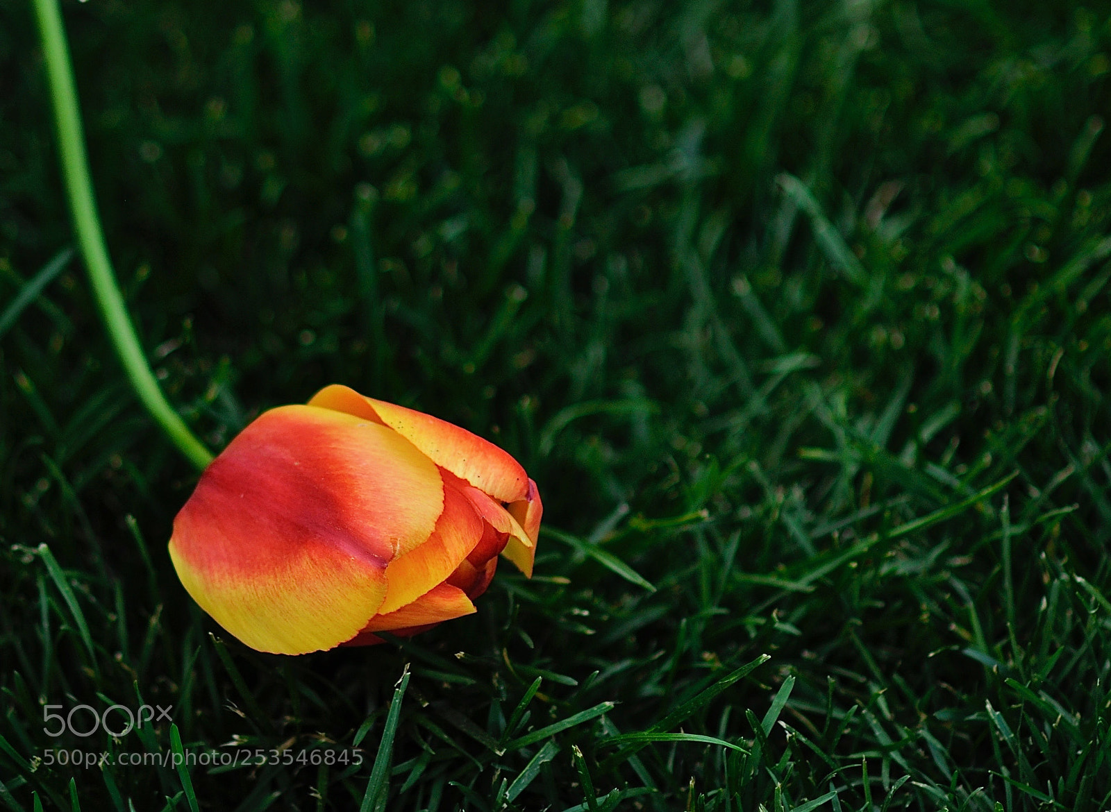 Nikon D90 sample photo. Courtesy bow photography