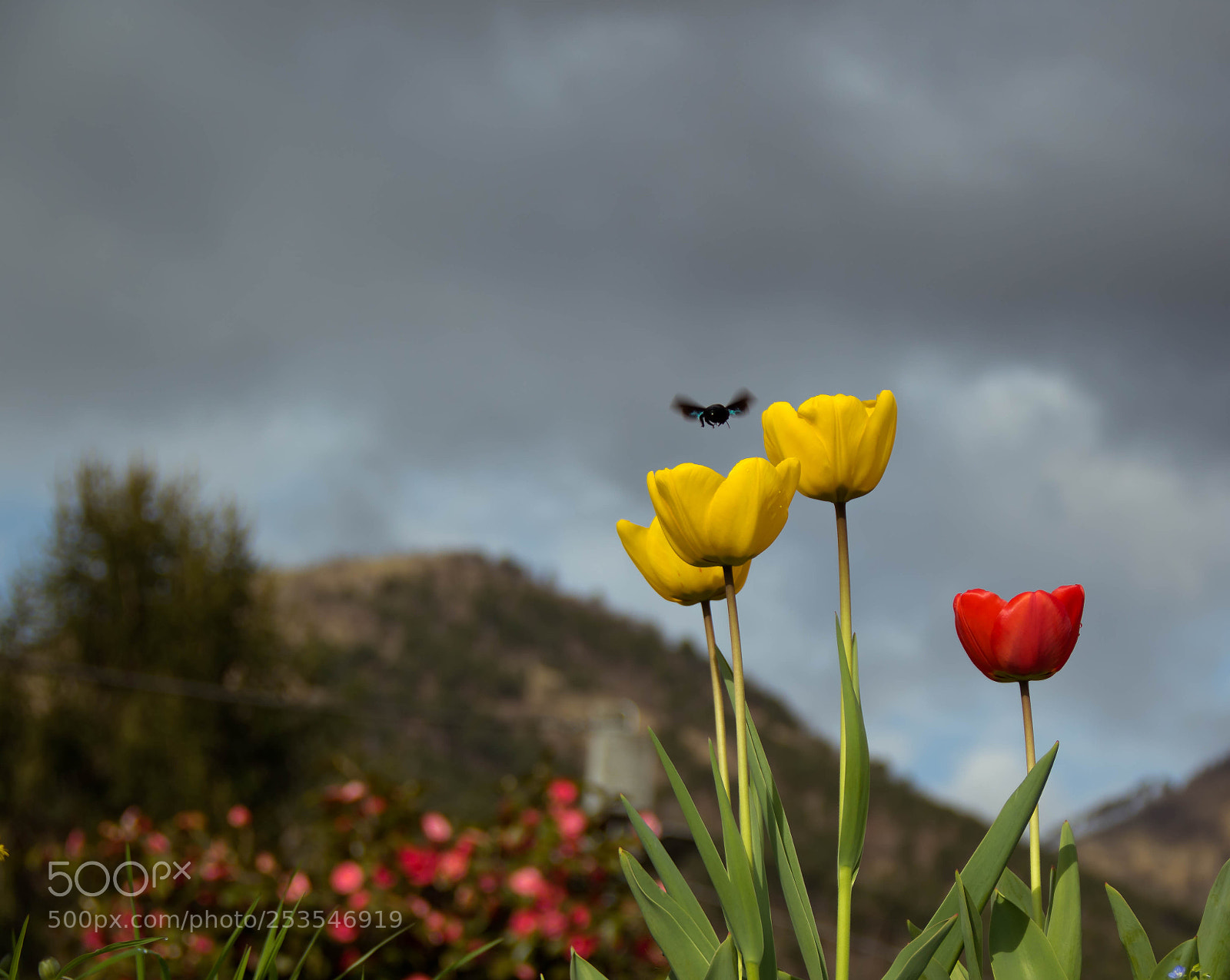 Canon EOS 7D Mark II sample photo. Tulipani photography