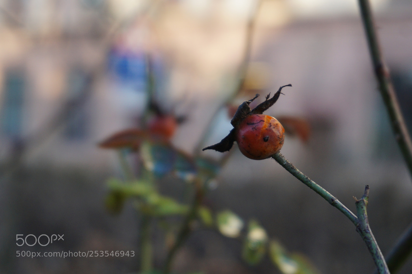 Sony a6000 sample photo. Mr. berry photography