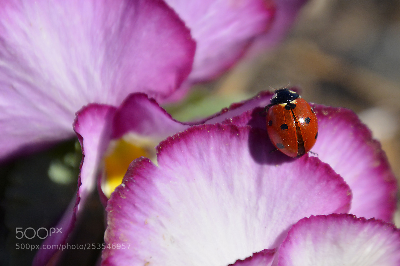 Nikon D5200 sample photo. En rosa photography