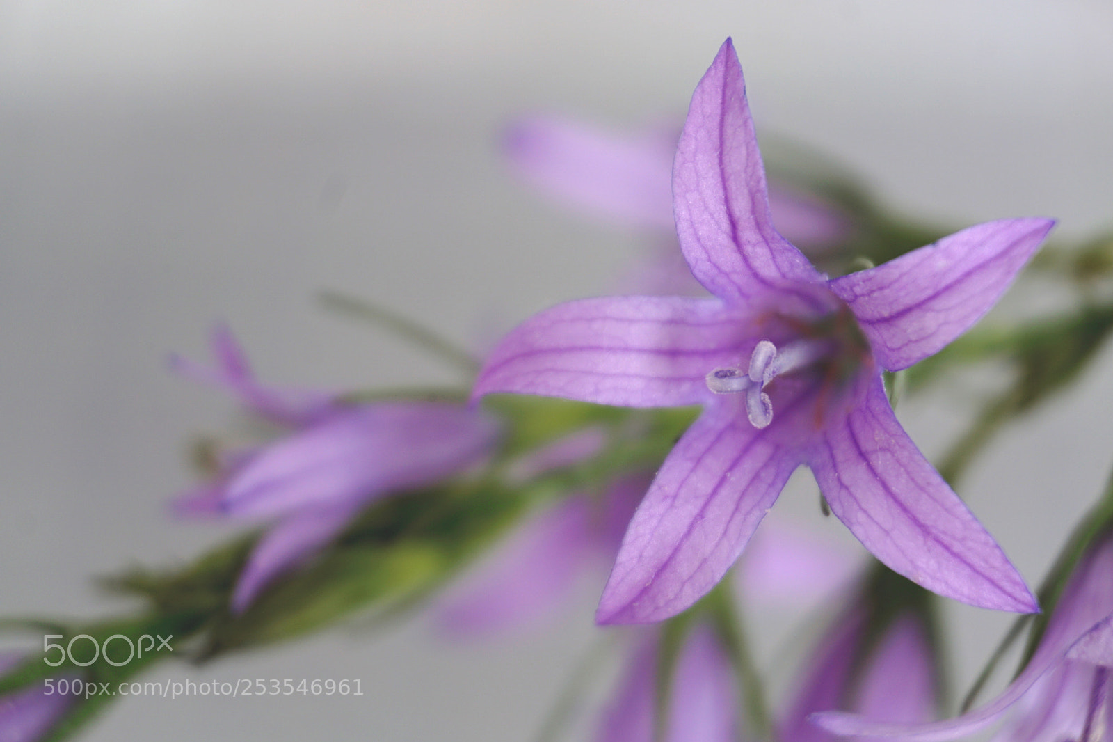 Sony a6000 sample photo. Flor malva 3 photography