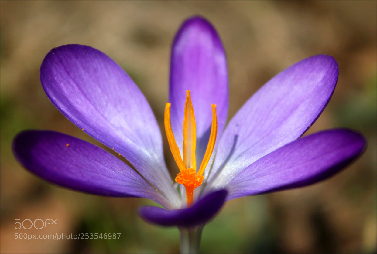 Canon EF-S 18-55mm F3.5-5.6 IS sample photo. Untitled photography