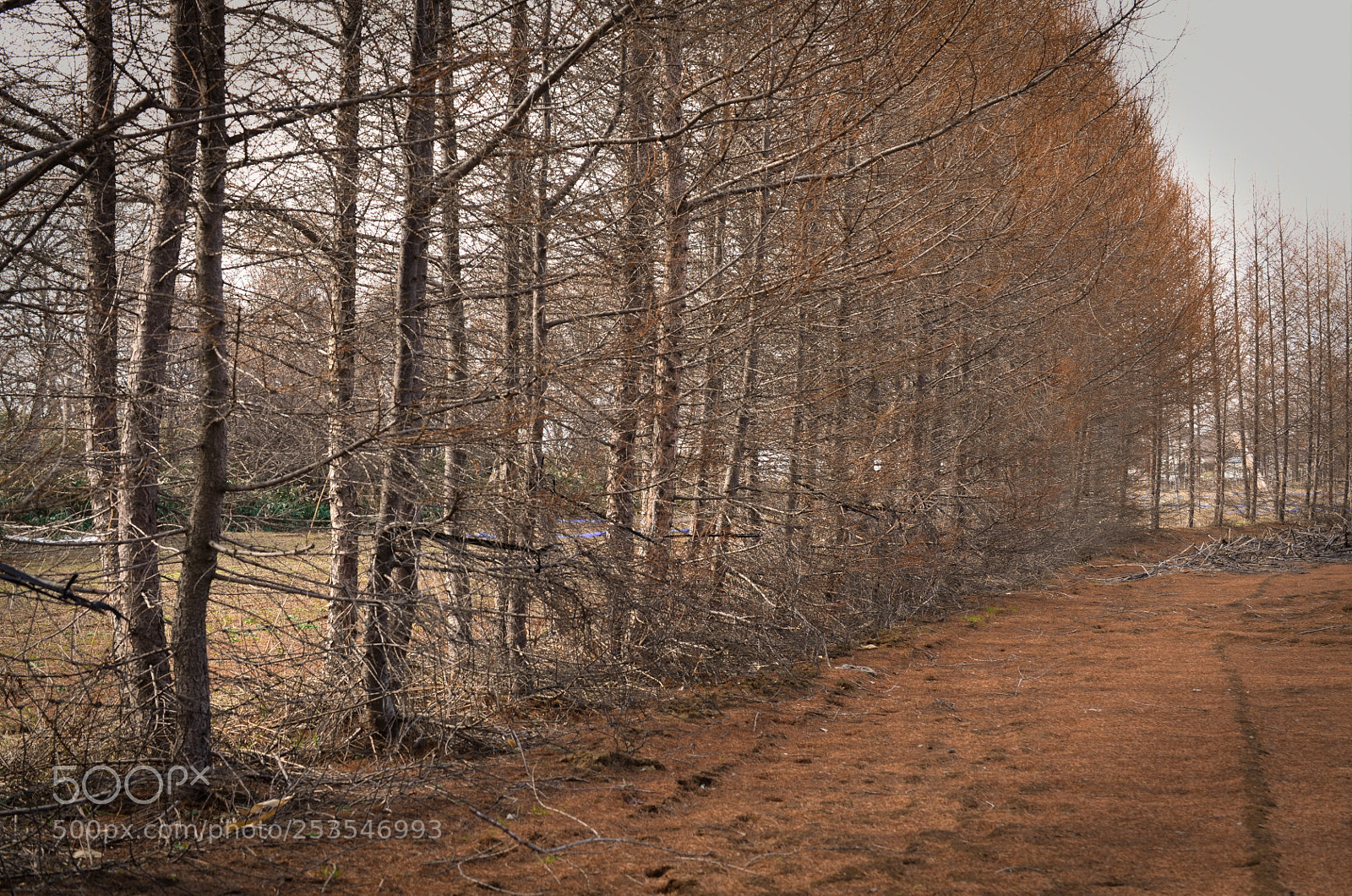 Nikon D5100 sample photo. Pine photography