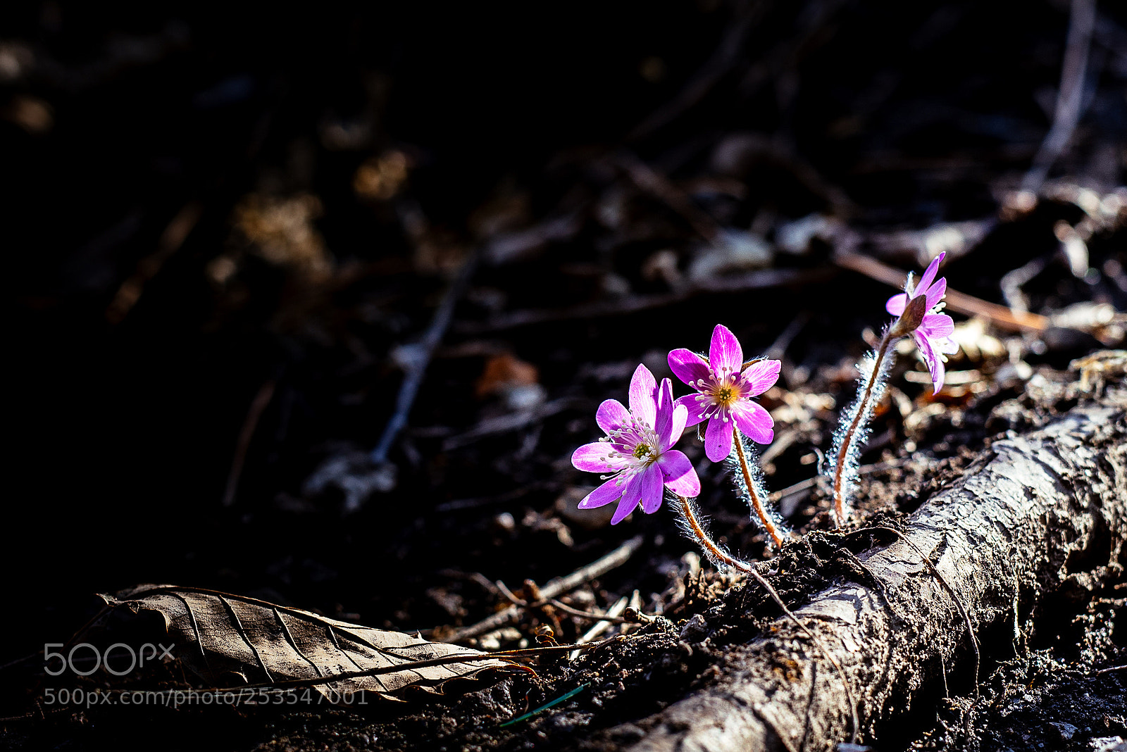 Nikon D810 sample photo. Hepatica asiatica photography