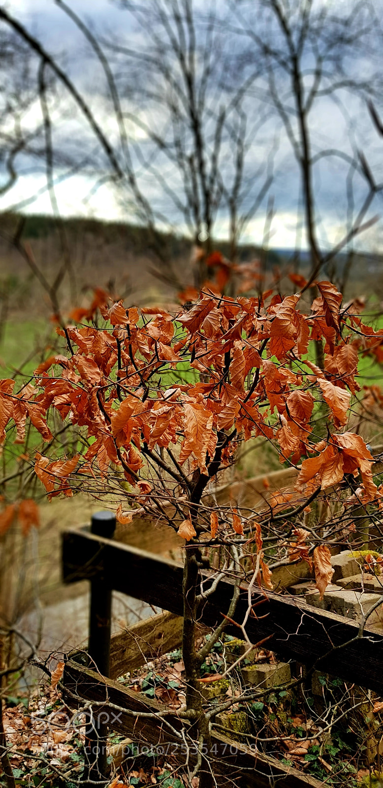 Samsung Galaxy S8 sample photo. Untitled photography
