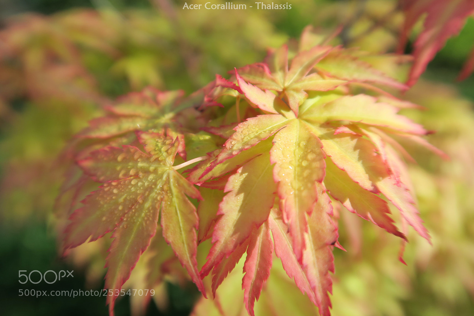 Canon PowerShot G7 X sample photo. Acer corallium photography