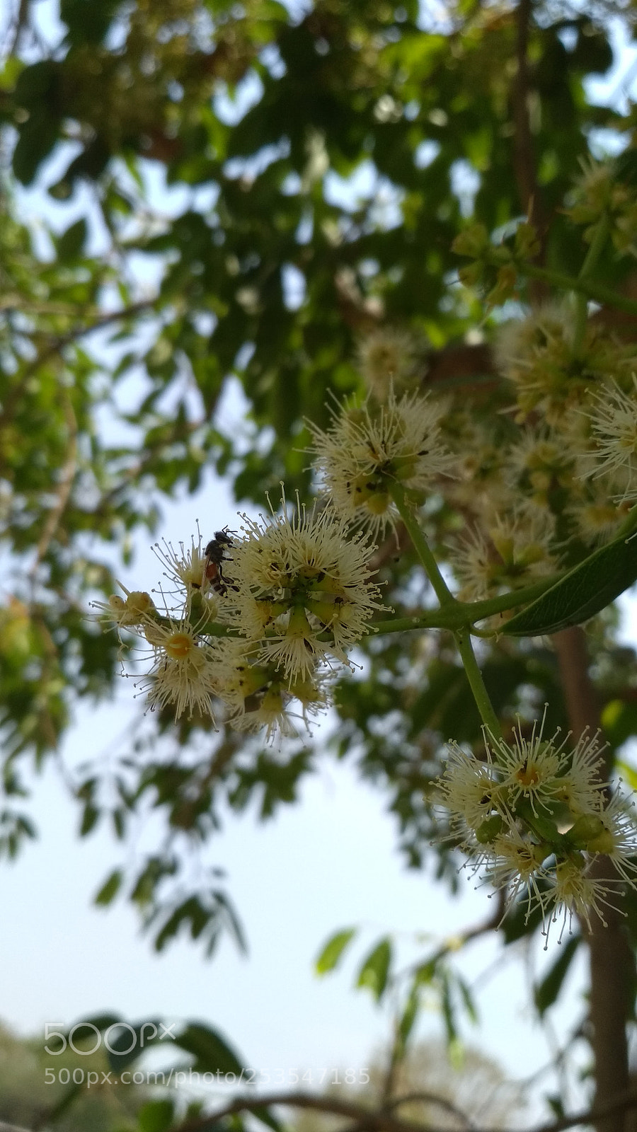 Xiaomi Redmi 4 Pro sample photo. Untitled photography