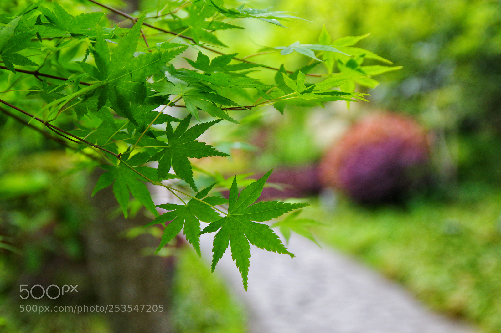 Pentax K-3 II sample photo. Untitled photography
