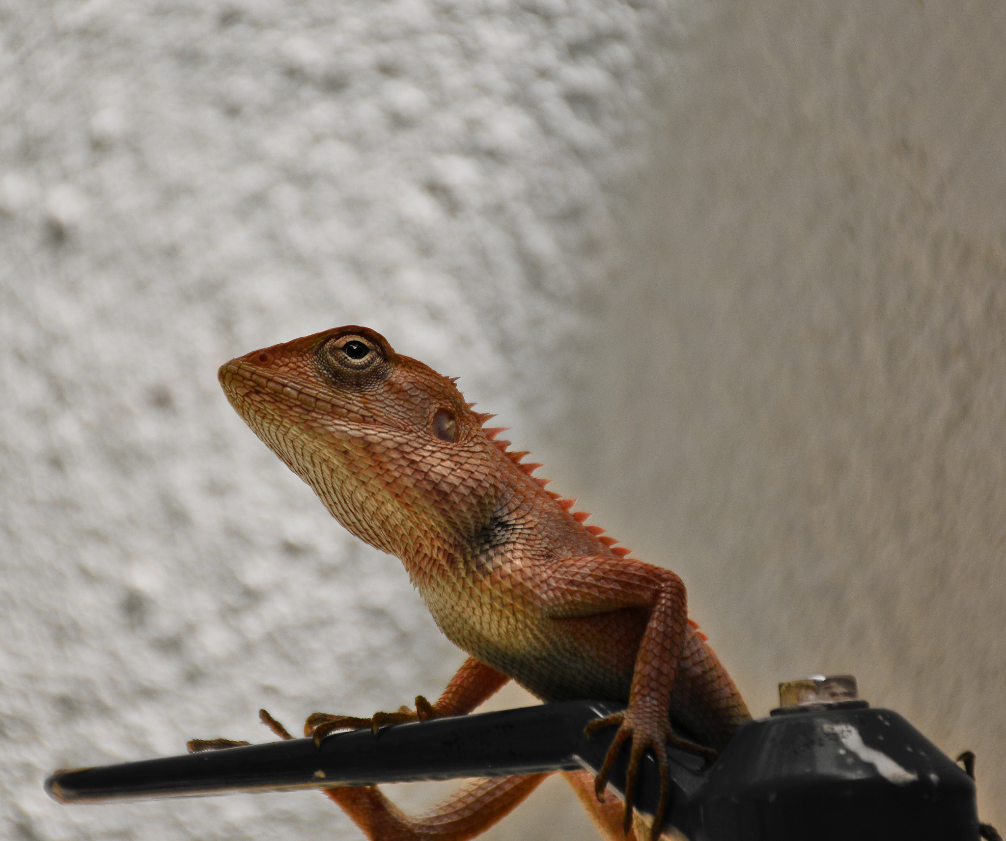 Nikon D5600 sample photo. Oriental garden lizard photography