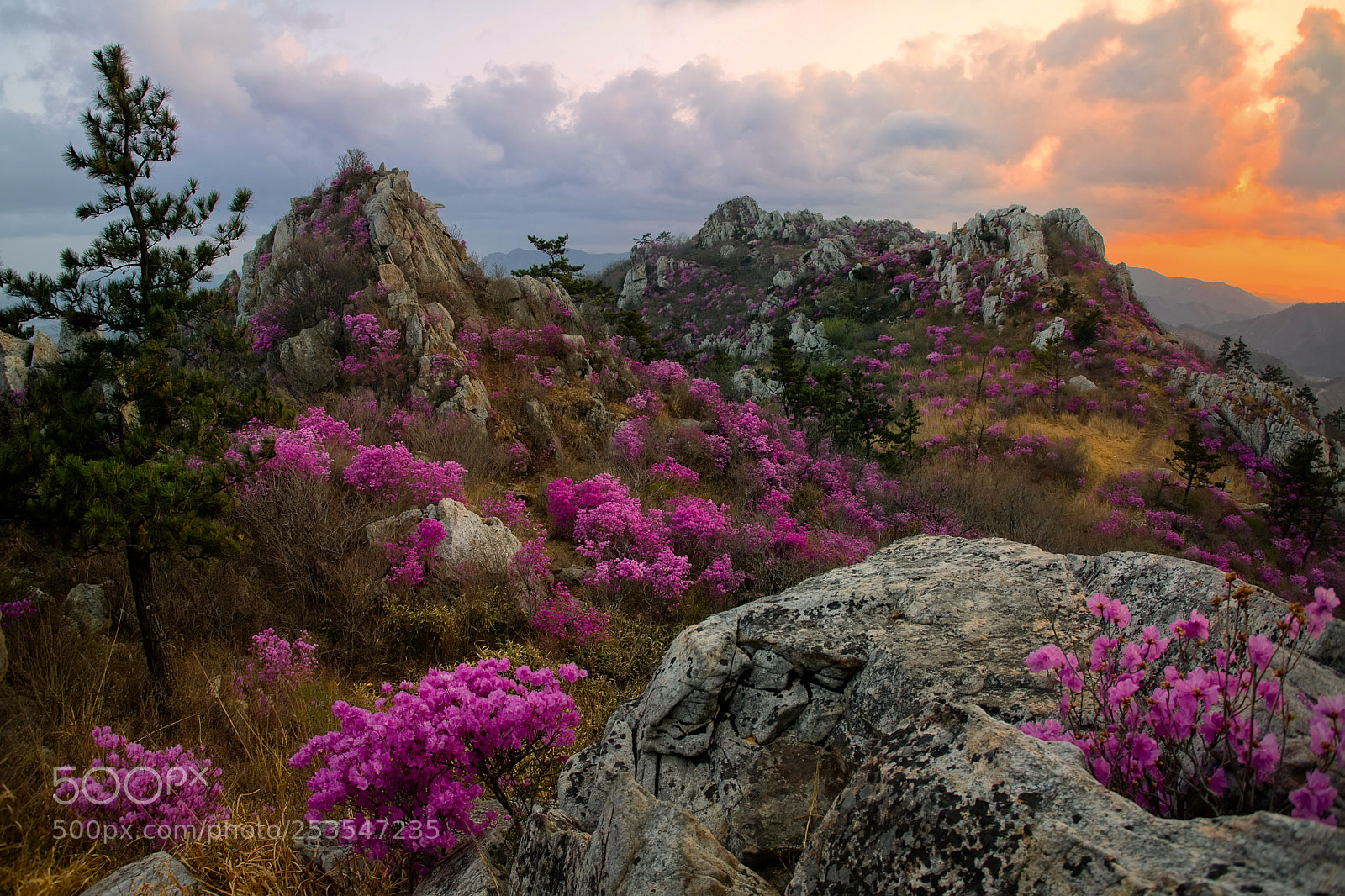 Canon EOS 5D Mark IV sample photo. The azalea mountian photography