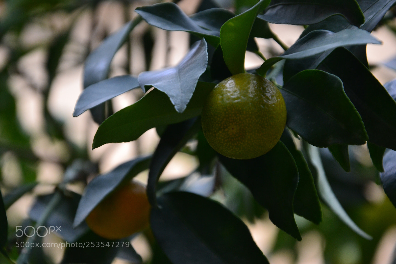 Nikon D3100 sample photo. Untitled photography
