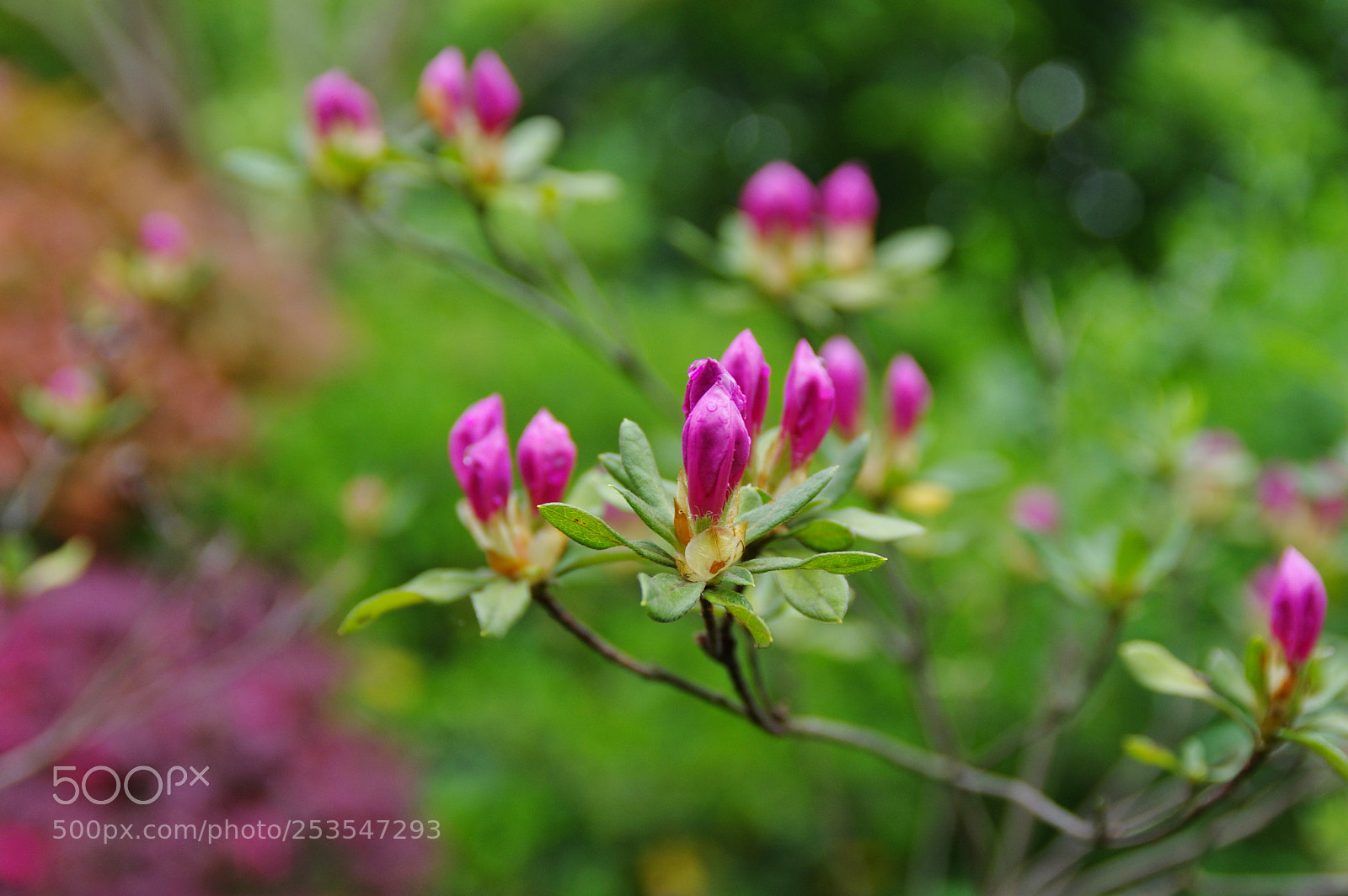 Pentax K-3 II sample photo. Untitled photography