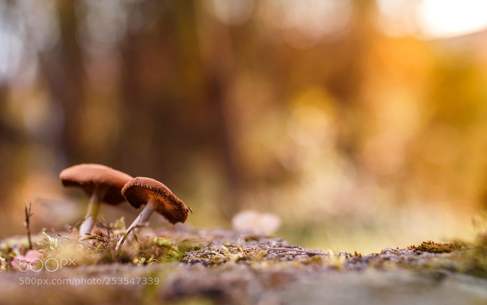 Canon EOS 70D sample photo. Fairytale photography