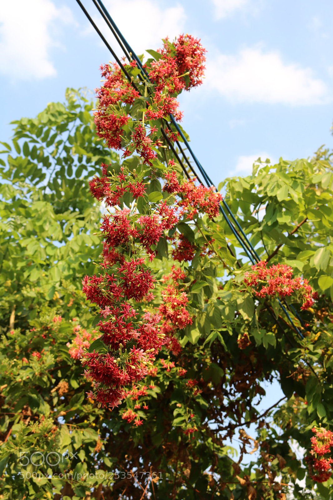 Canon EOS 70D sample photo. Flower  photography