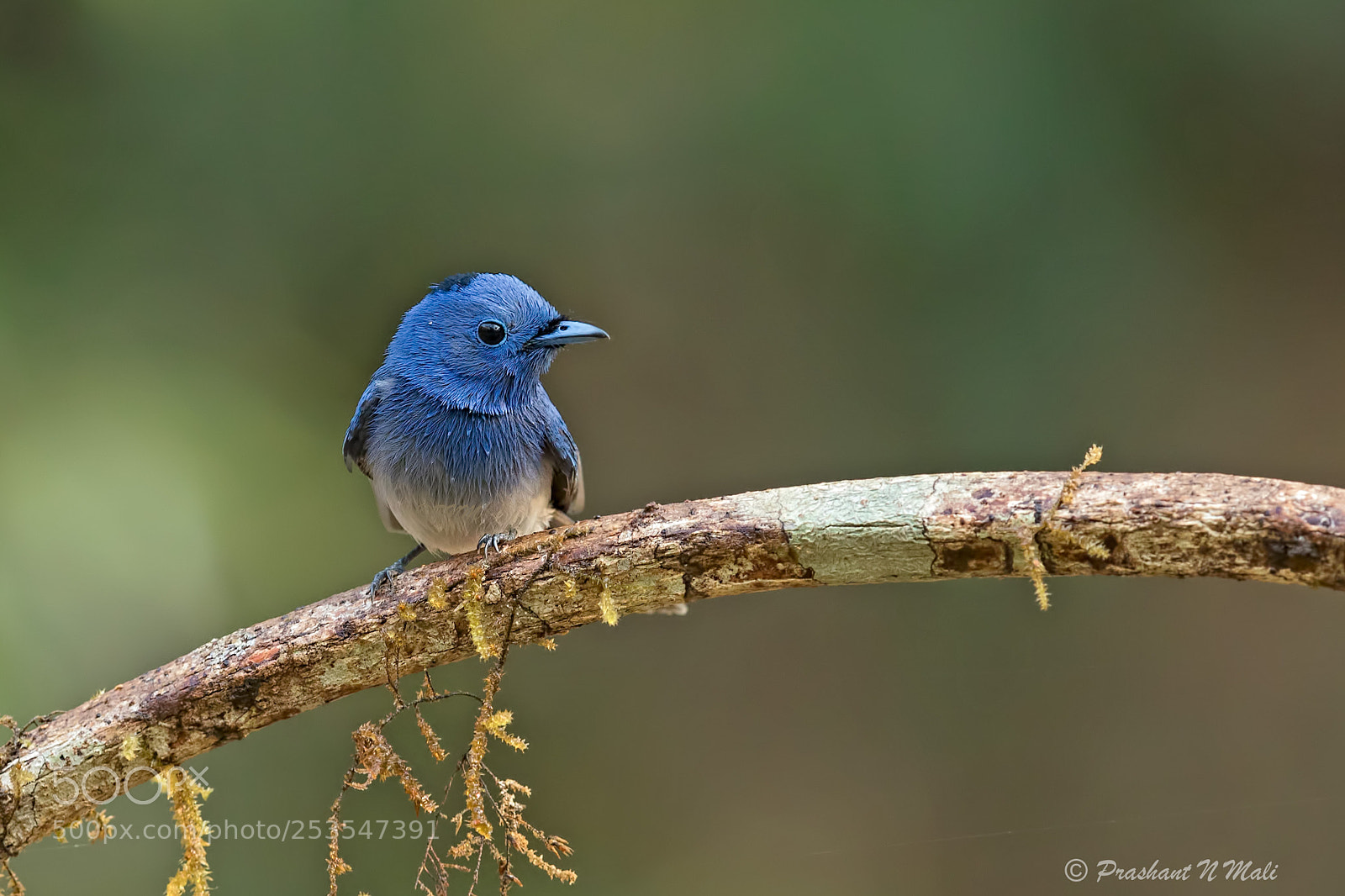 Canon EOS 5D Mark IV sample photo. Black-naped monarch photography
