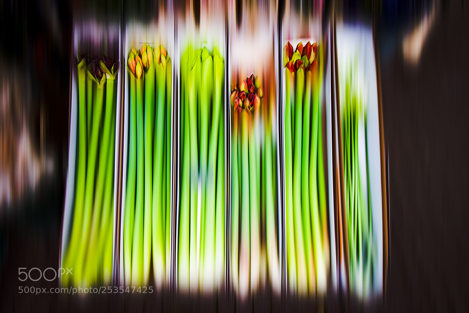 Canon EOS 700D (EOS Rebel T5i / EOS Kiss X7i) sample photo. Tulips from amsterdam photography