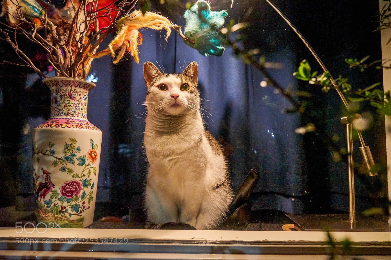 Sony a7 II sample photo. Pluis, the cat that photography