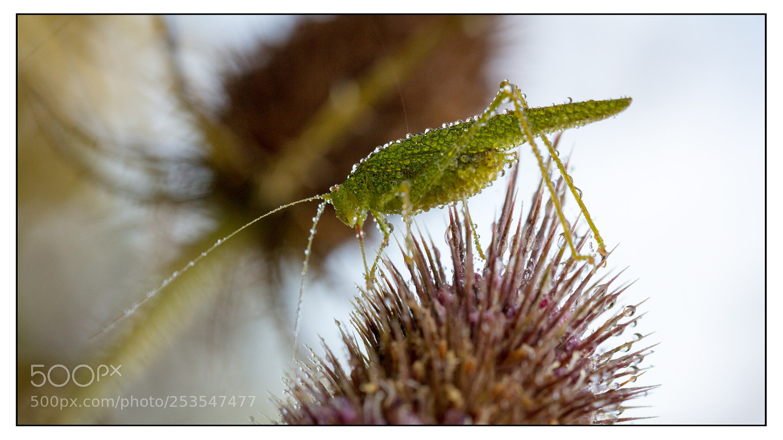 Canon EOS 5DS R sample photo. Grasshopper, thistle and dew photography