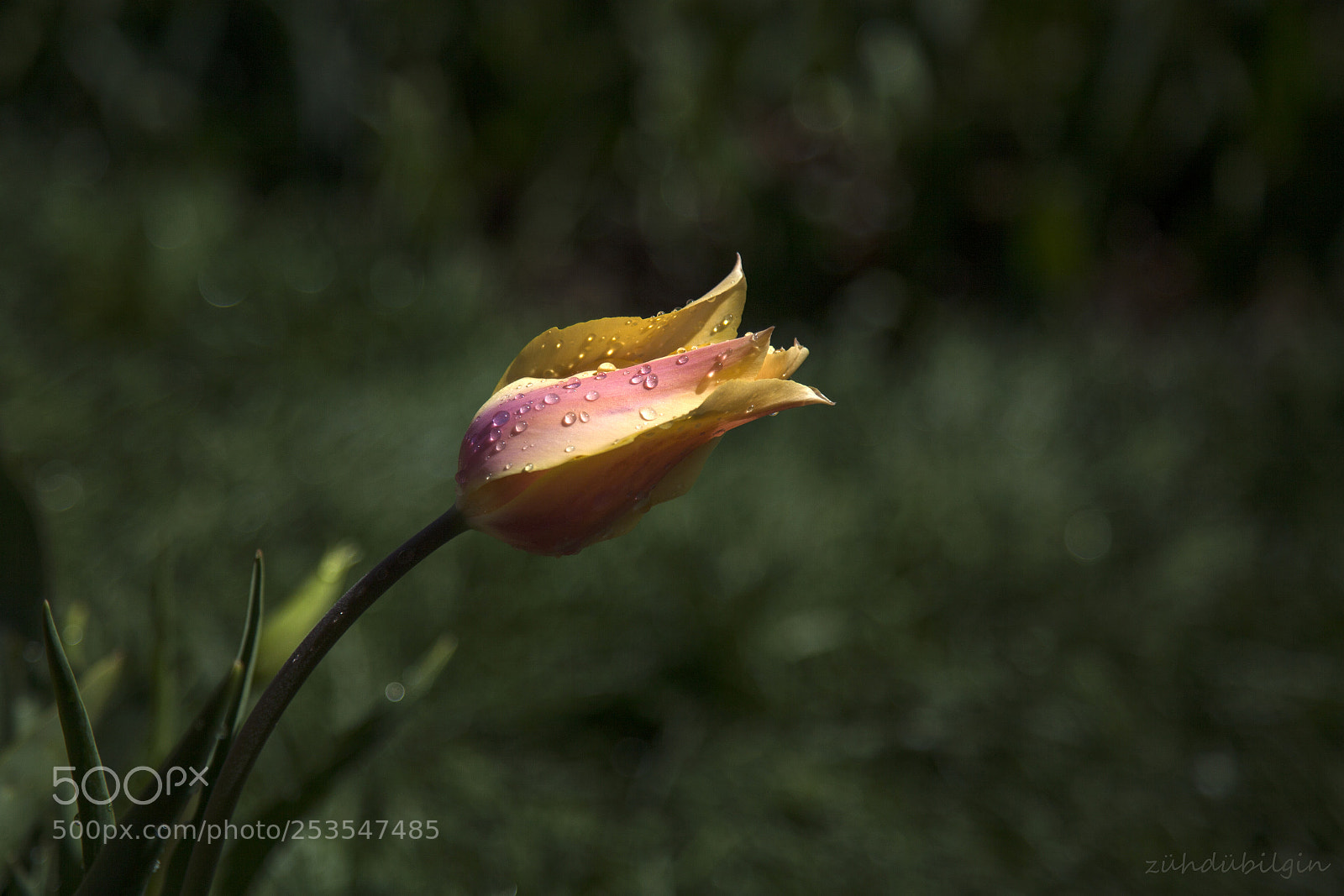 Canon EOS 5D Mark II sample photo. Tulip photography