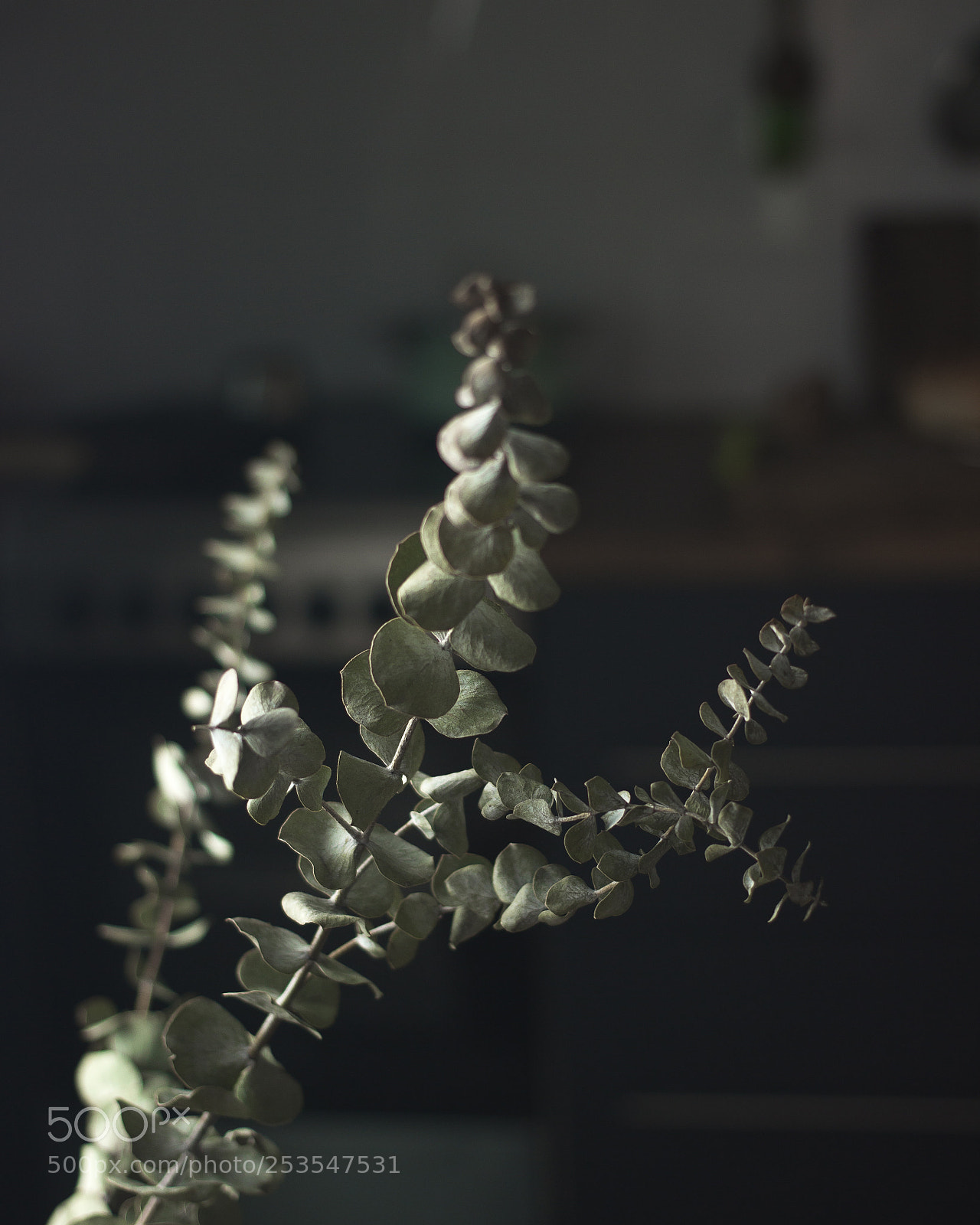 Canon EOS 600D (Rebel EOS T3i / EOS Kiss X5) sample photo. Eucalyptus at my kitchen photography
