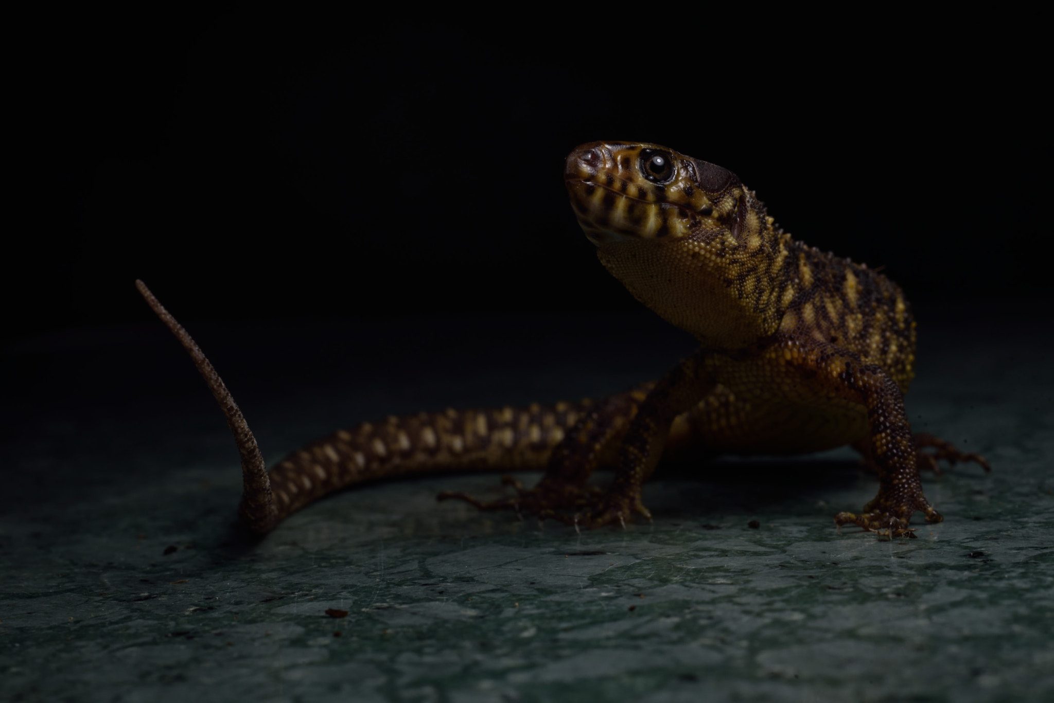 Nikon D750 + ZEISS Milvus 50mm F2 Macro sample photo. Lepidophyma flavimaculatum photography