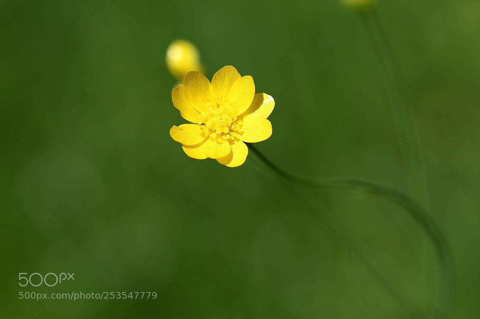 Canon EOS 5D Mark II sample photo. Yellow wildflower photography