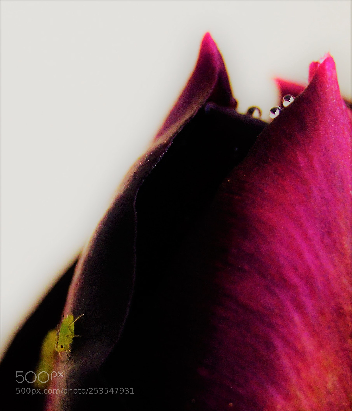 Nikon D3200 sample photo. Aphid photography