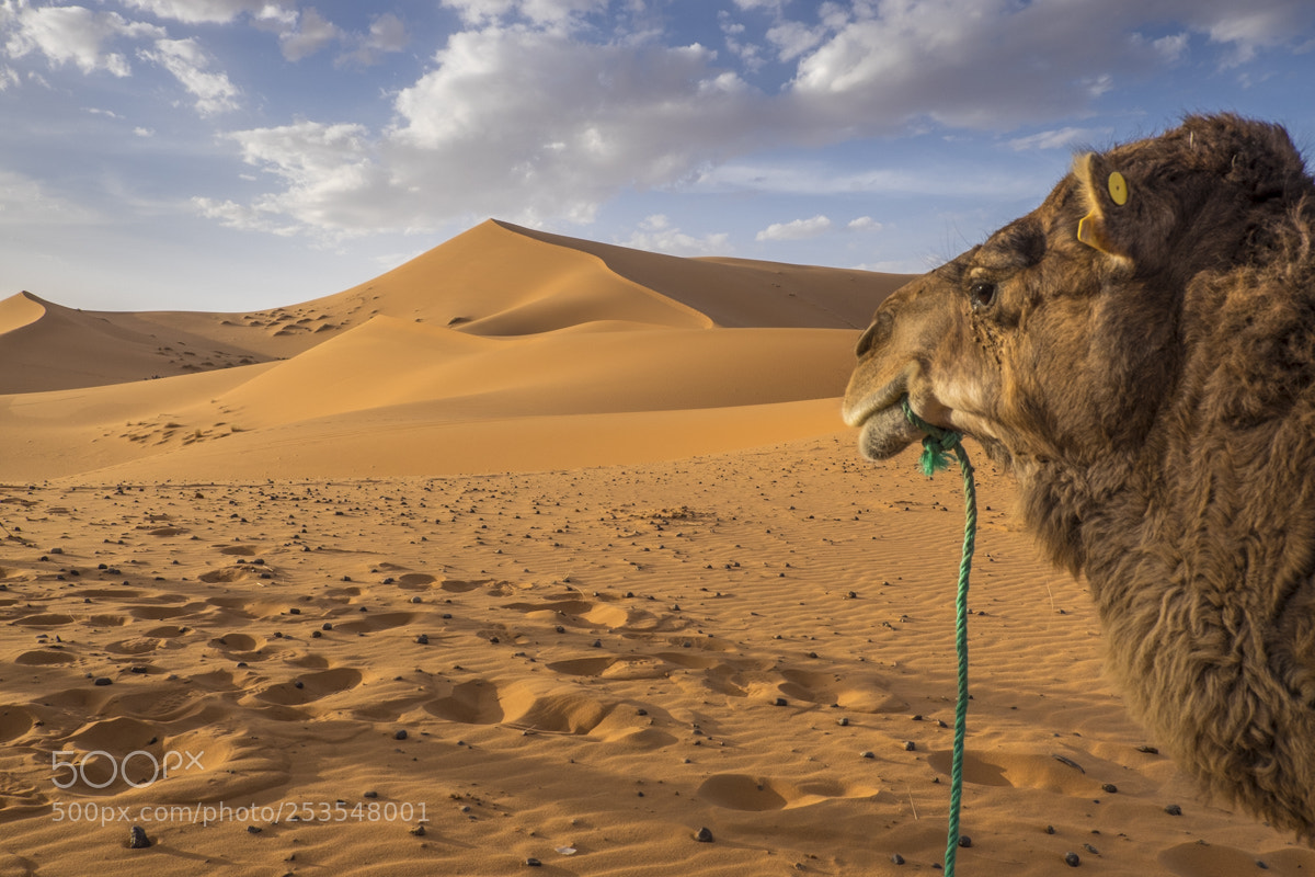 Fujifilm X-T1 sample photo. Desert photography