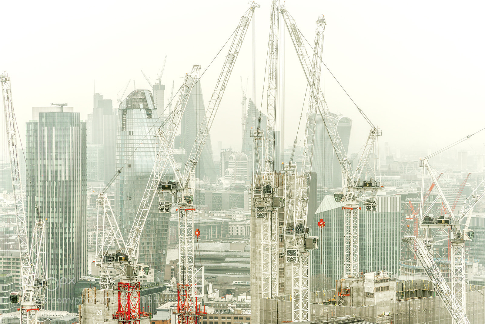 Nikon D800E sample photo. Family of cranes photography