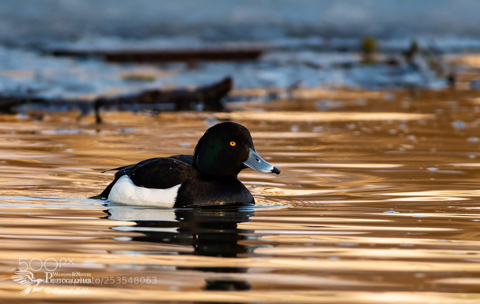 Canon EOS-1D X Mark II sample photo. Tufted duck photography
