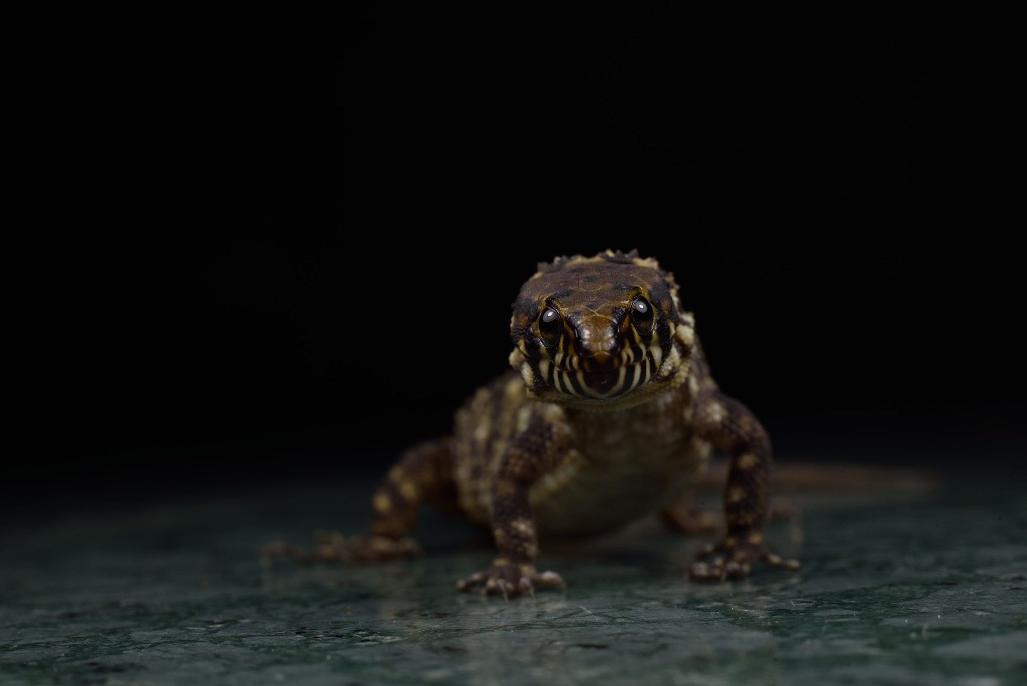 ZEISS Milvus 50mm F2 Macro sample photo. Lepidophyma smithii photography