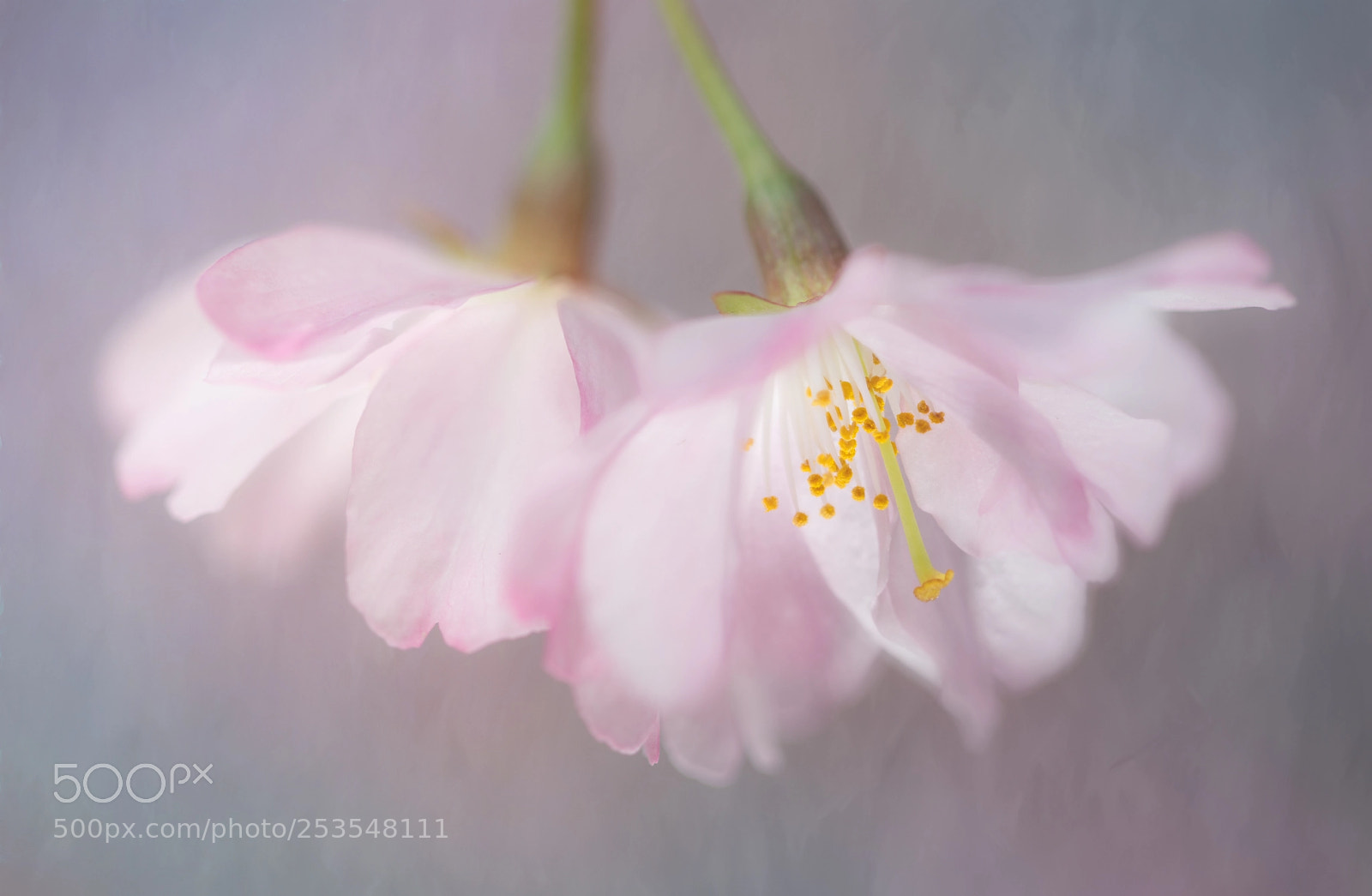 Canon EOS 5D Mark IV sample photo. Cherry photography