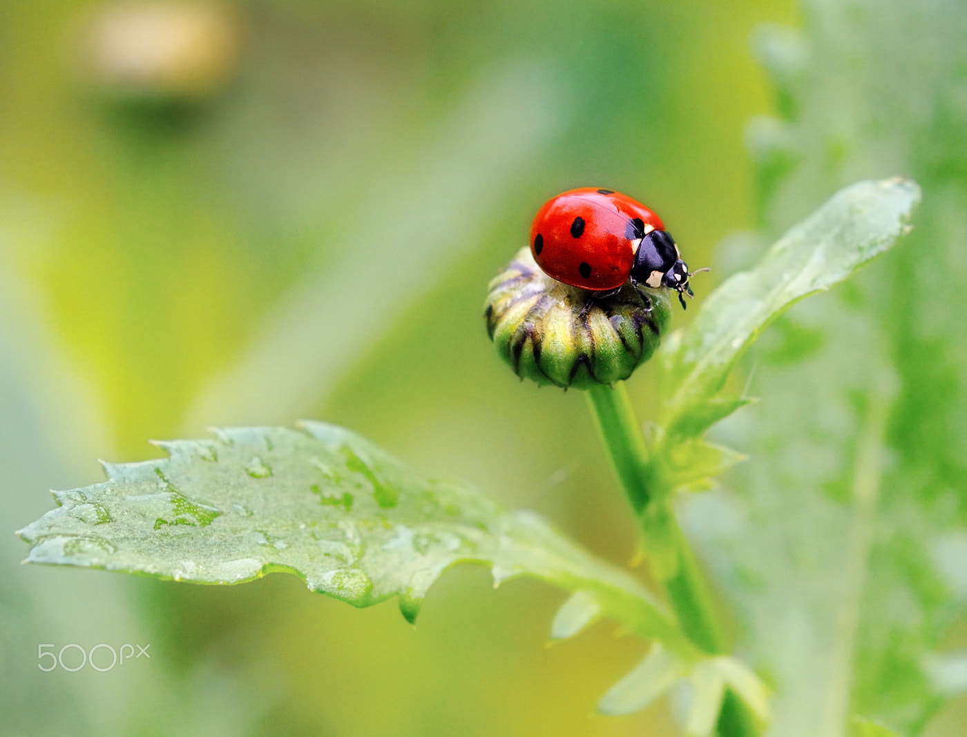 Nikon D300S sample photo. Rainy day photography