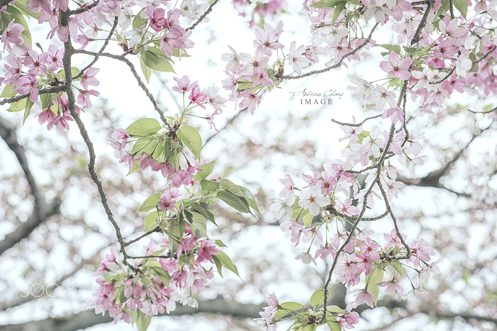 Nikon D810 sample photo. Sakura photography