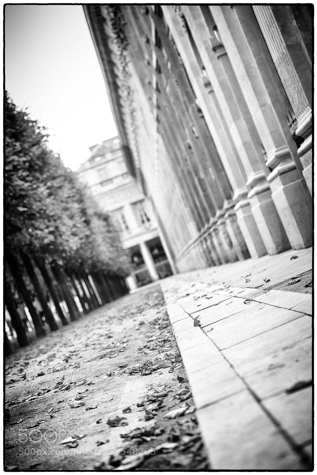 Nikon D5 sample photo. Promenade in the garden photography