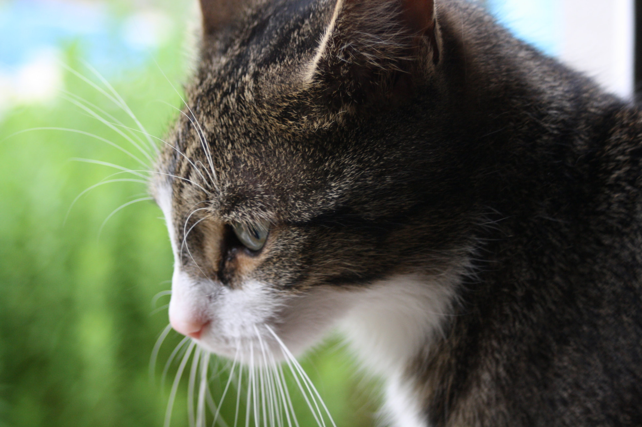 Canon EOS 1000D (EOS Digital Rebel XS / EOS Kiss F) + Canon EF 35-80mm f/4-5.6 sample photo. Cat looked photography