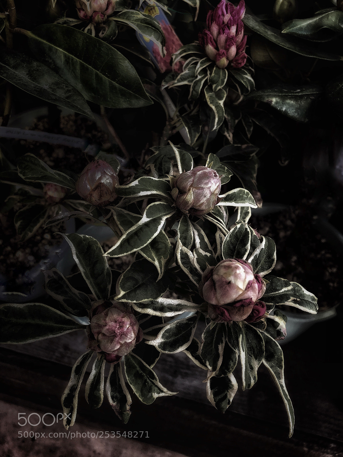 Apple iPhone X sample photo. Untitled photography
