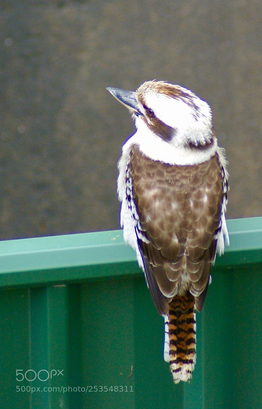Sony Alpha DSLR-A100 sample photo. Kookaburra  photography