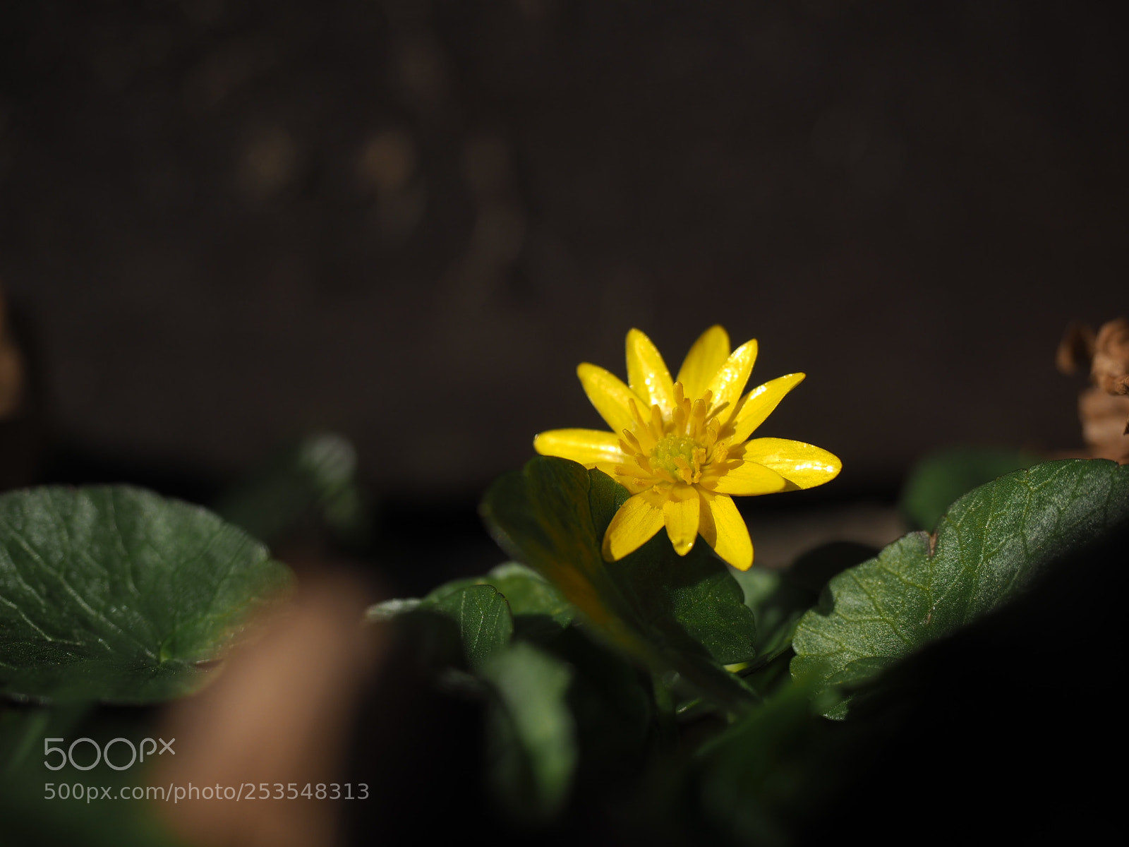 Olympus OM-D E-M1 sample photo. Flower in spring photography