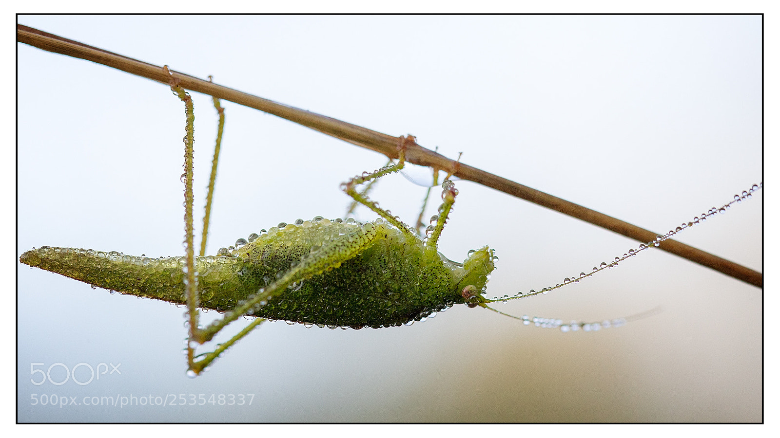 Canon EOS 5DS R sample photo. Grasshopper and morning dew photography