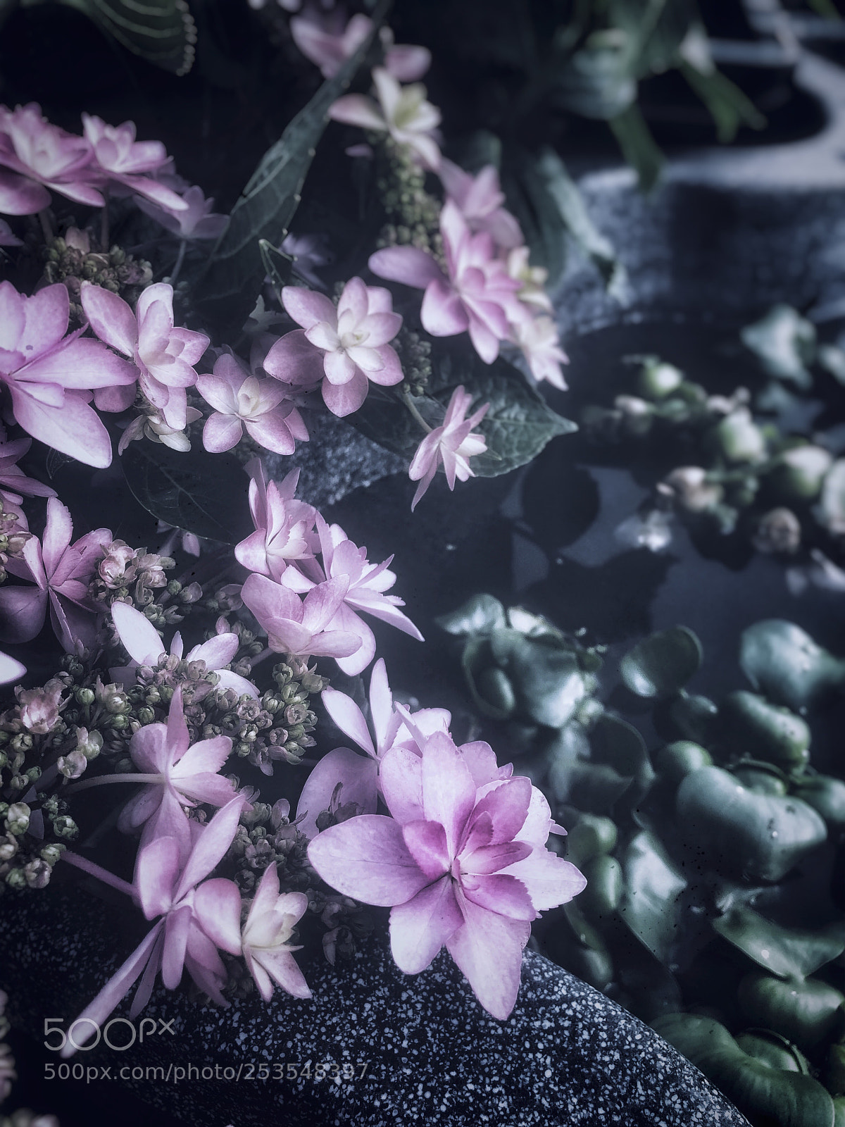 Apple iPhone X sample photo. Untitled photography