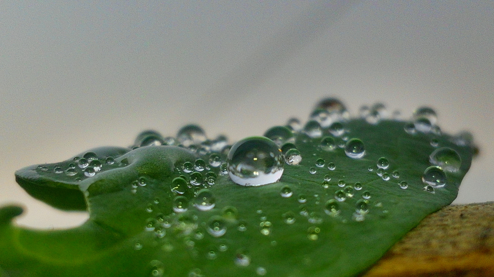 HUAWEI Y541-U02 sample photo. Droplets on a leaf. photography