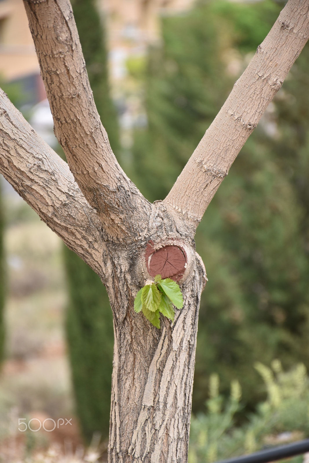 Nikon D5600 sample photo. Sprout photography