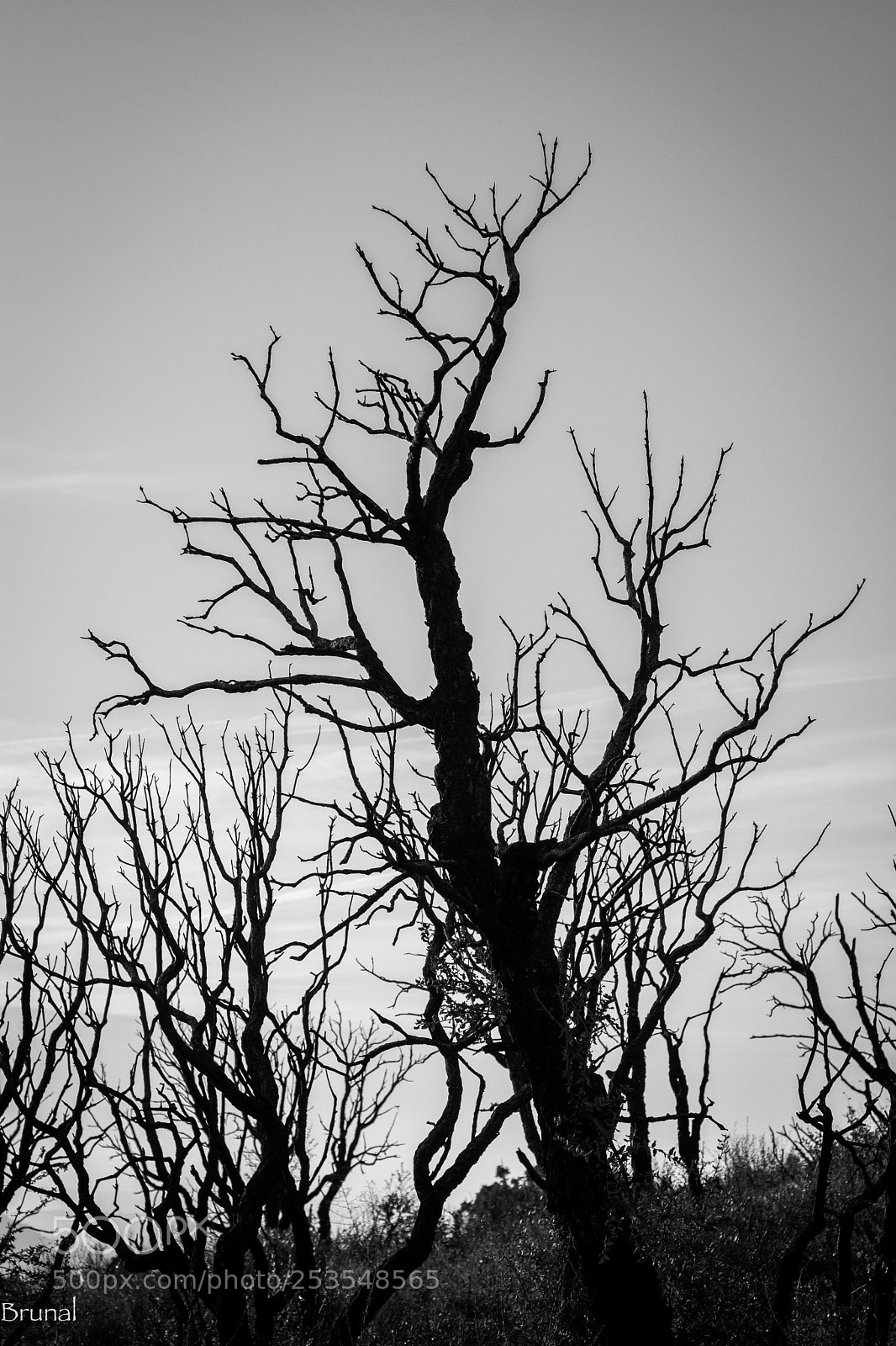 Nikon D7100 sample photo. Les arbres photography