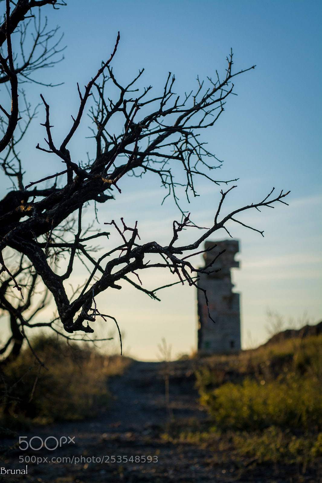 Nikon D7100 sample photo. Les arbres photography