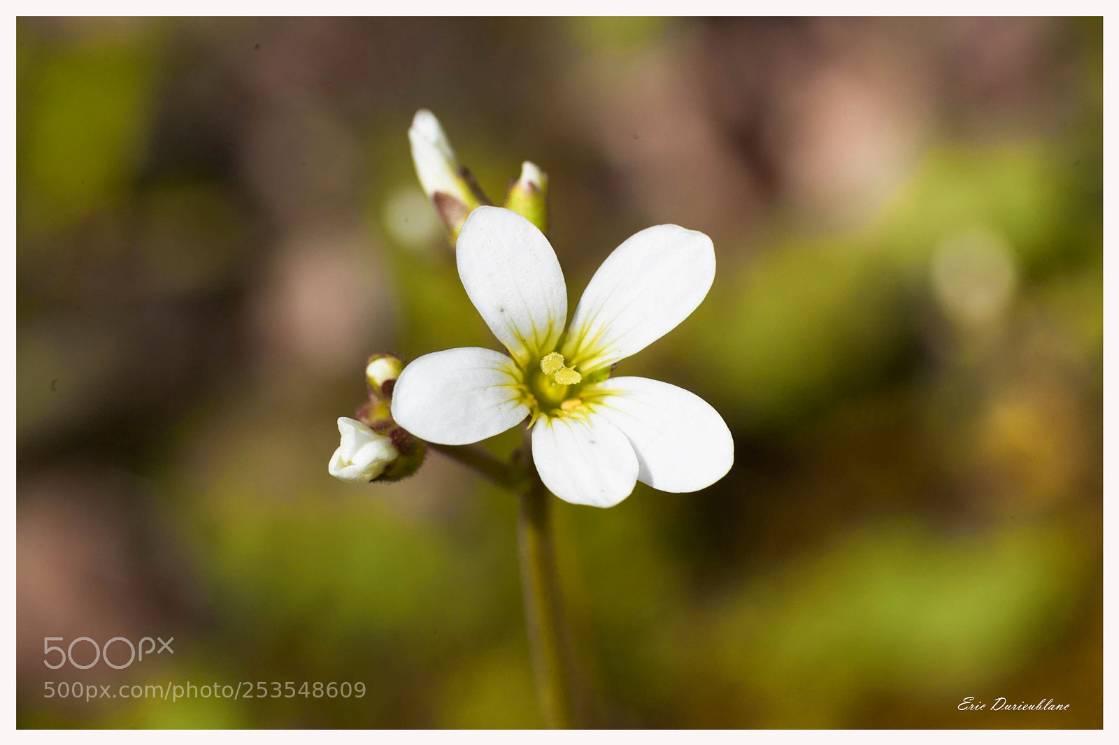 Canon EOS-1D Mark II sample photo. Untitled photography