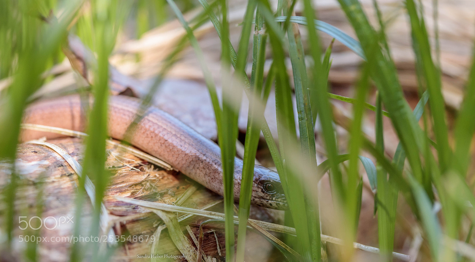 Canon EOS 80D sample photo. Kleine blindschleiche photography