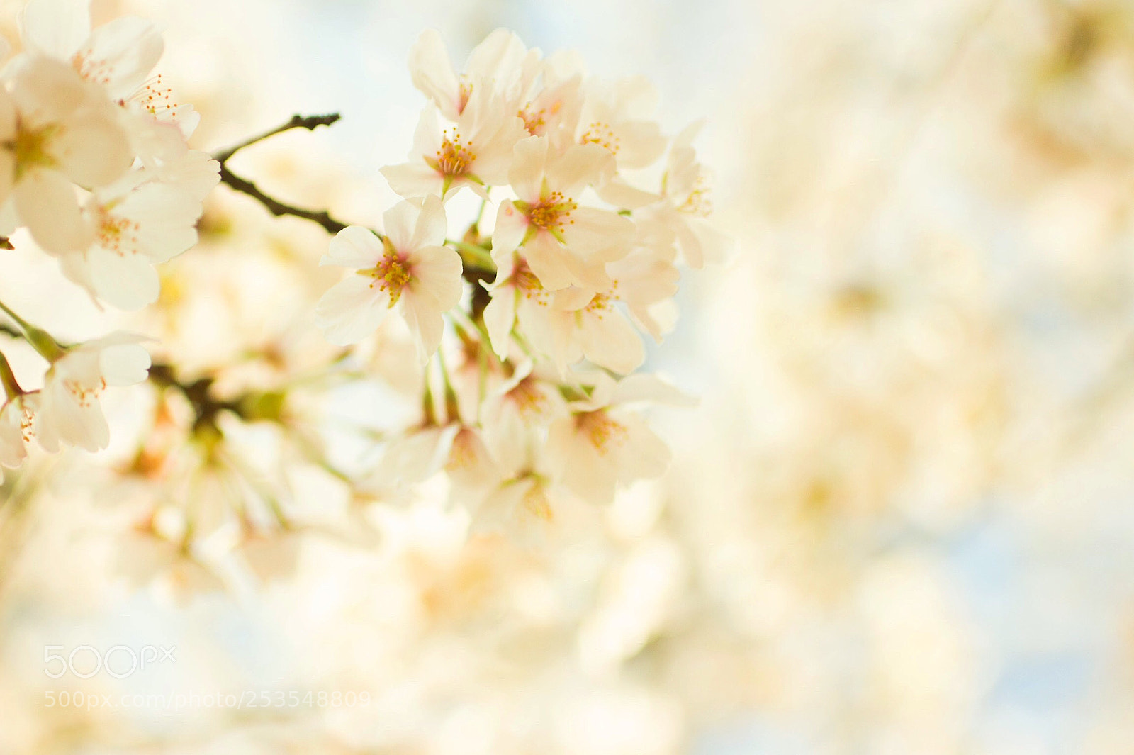 Canon EOS 700D (EOS Rebel T5i / EOS Kiss X7i) sample photo. サクラ photography