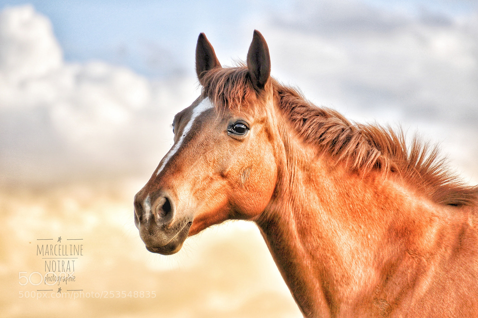 Nikon D5000 sample photo. Jalys de hurlevent photography